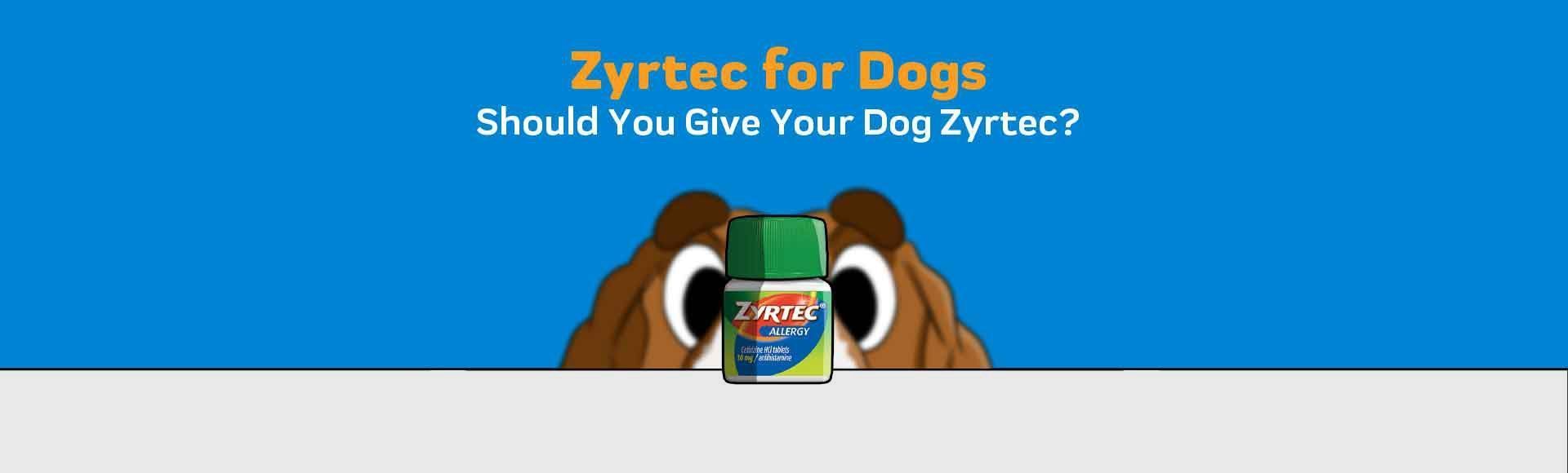 can dogs take liquid flavored zyrtec