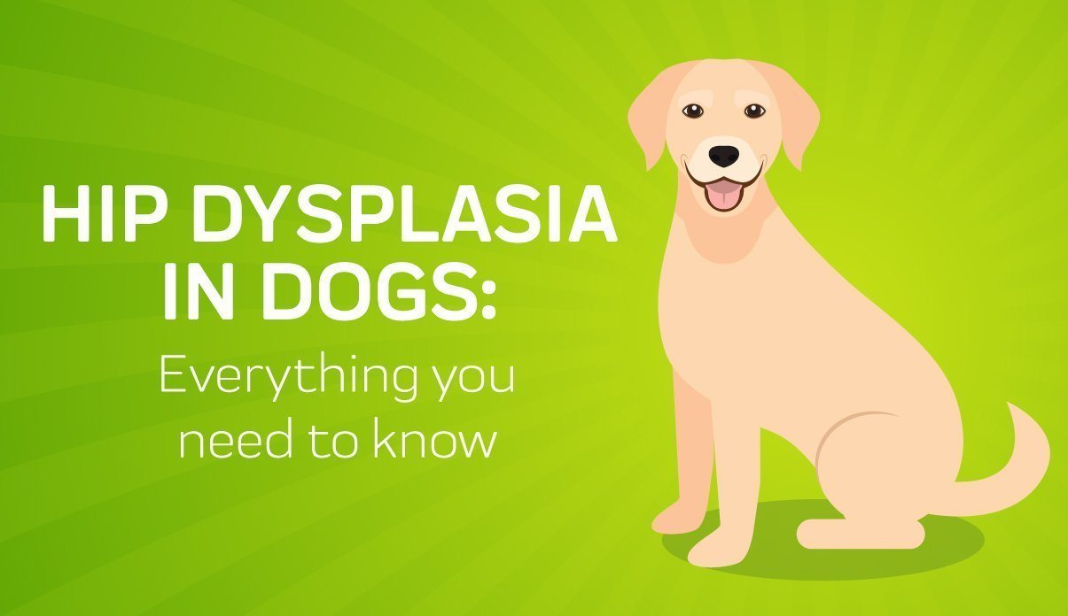 are dogs prone to hip dysplasia