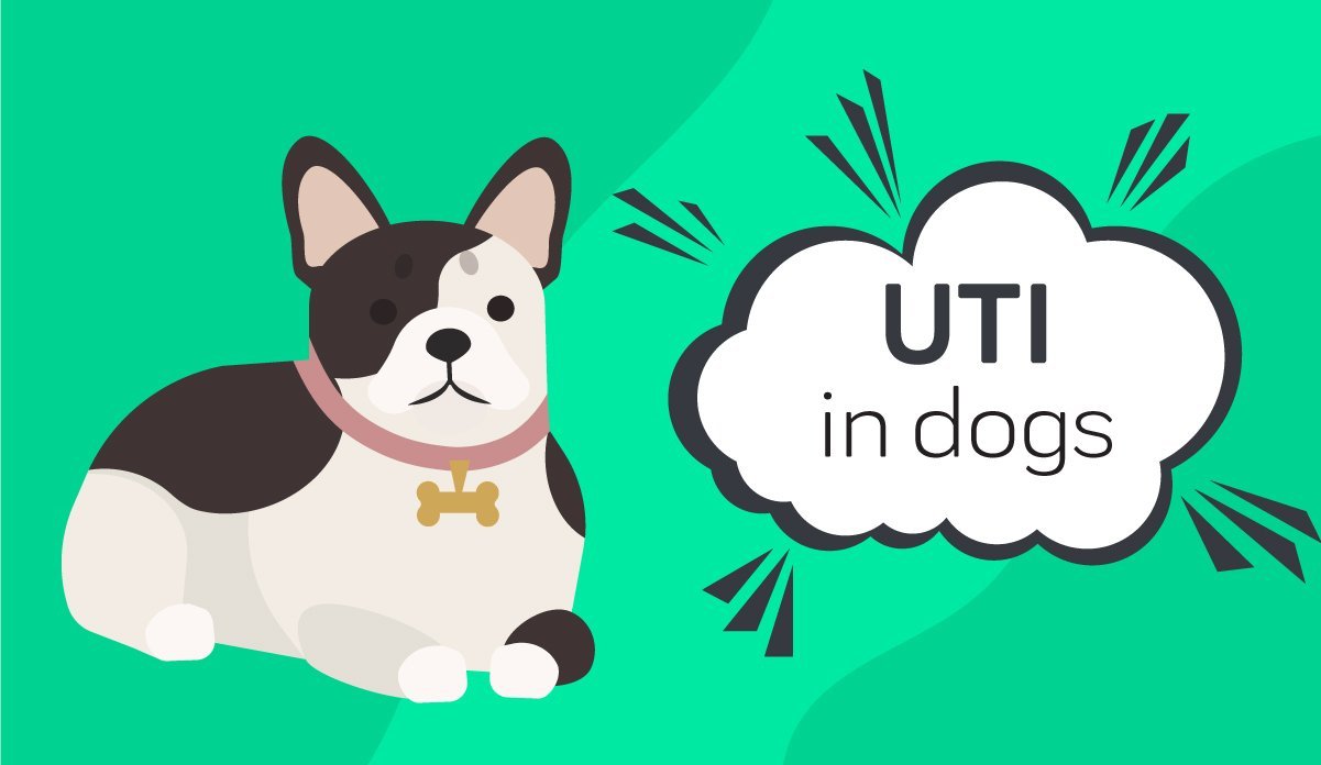 What Happens If A Dogs Uti Goes Untreated