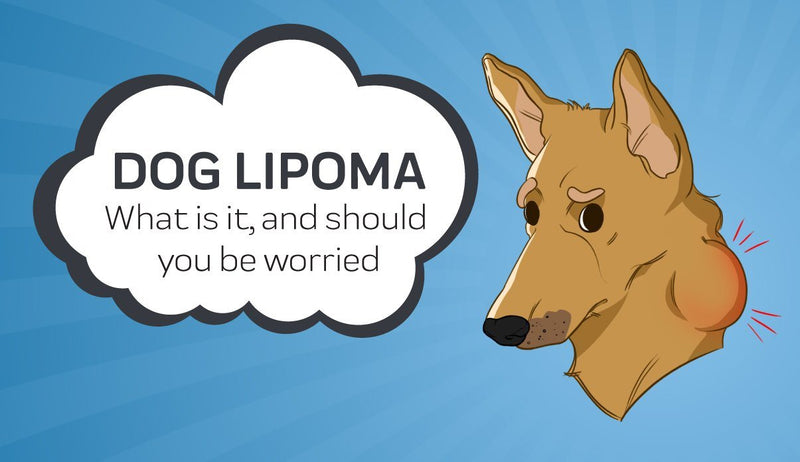 Dog Lipoma: What is it and Should You be Worried?