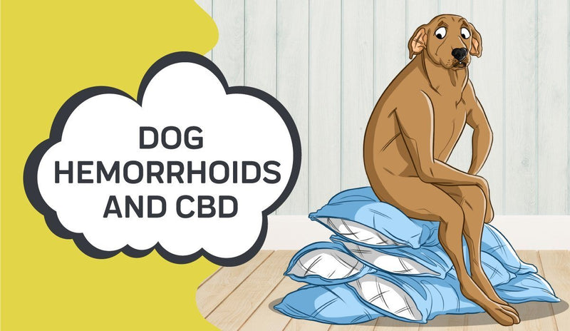 How to Treat Dog Hemorrhoids and How CBD Can Help