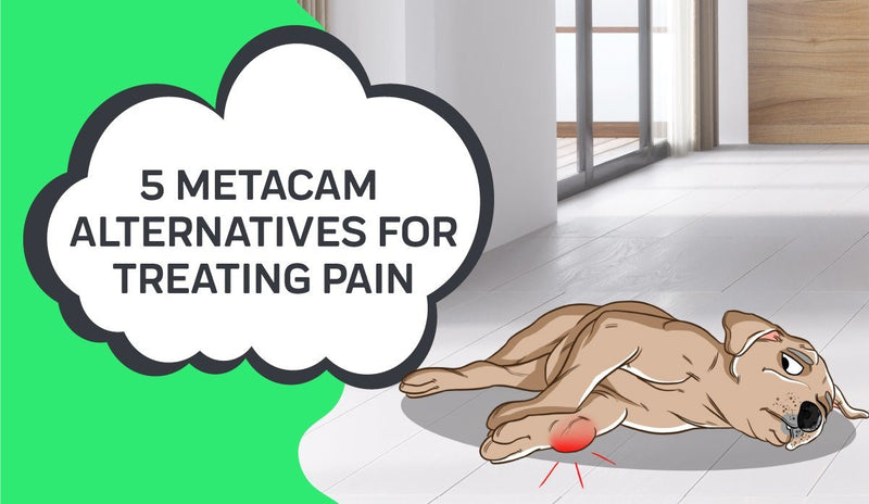 Metacam Alternatives for Dogs