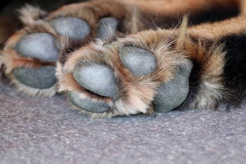 Everything You Need To Know About Protecting Your Pet's Paw – Innovet Pet