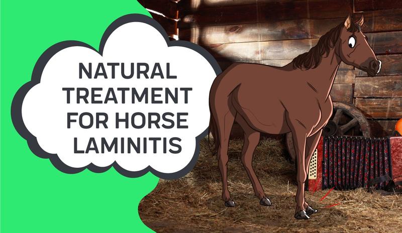 Natural Treatment For Horse Laminitis