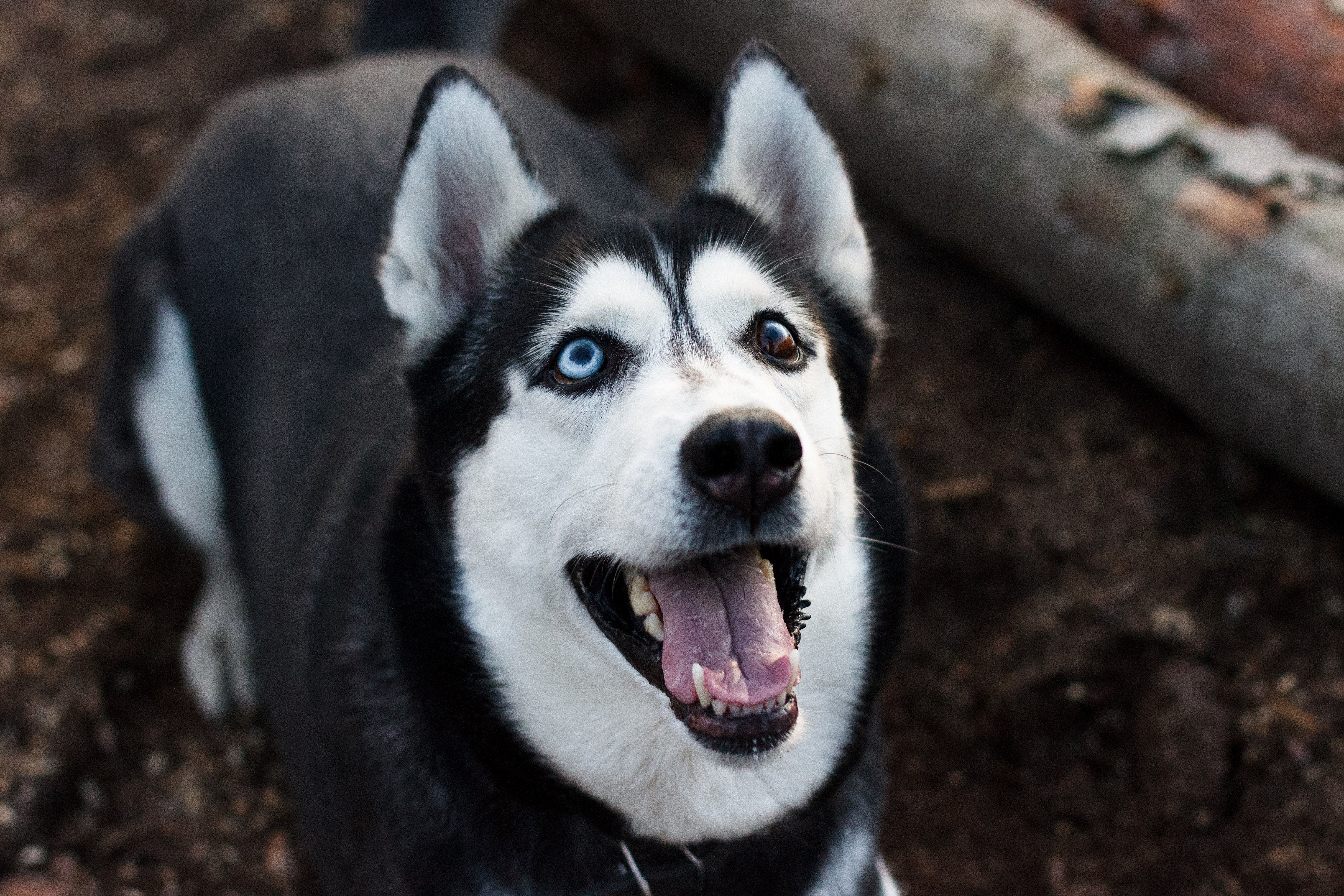 Anti inflammatory foods deals for dogs
