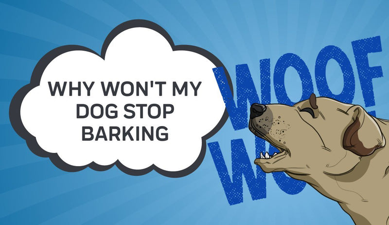 Why Won't My Dog Stop Barking?