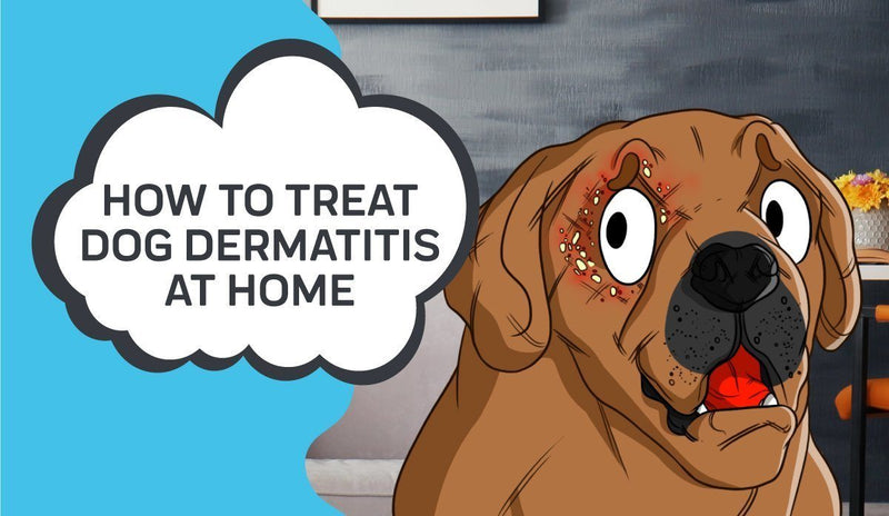 How to Treat Dog Dermatitis at Home