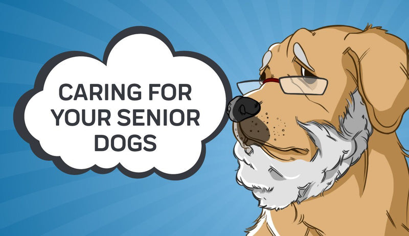 Caring For Your Senior Dog