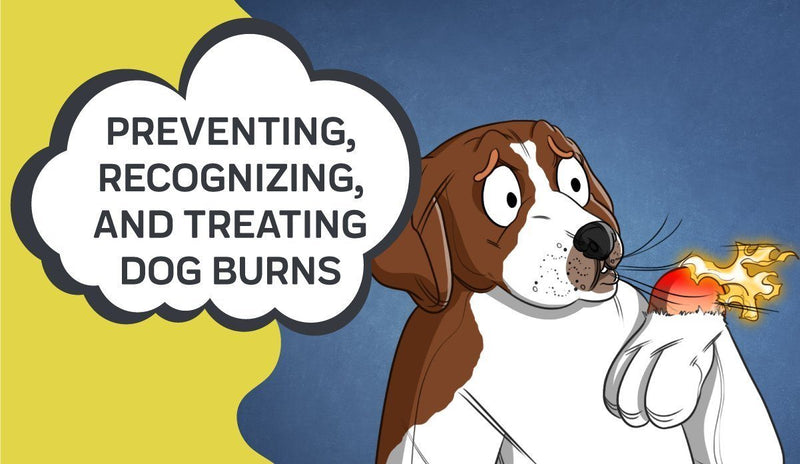 Preventing, Recognizing, and Treating Dog Burns