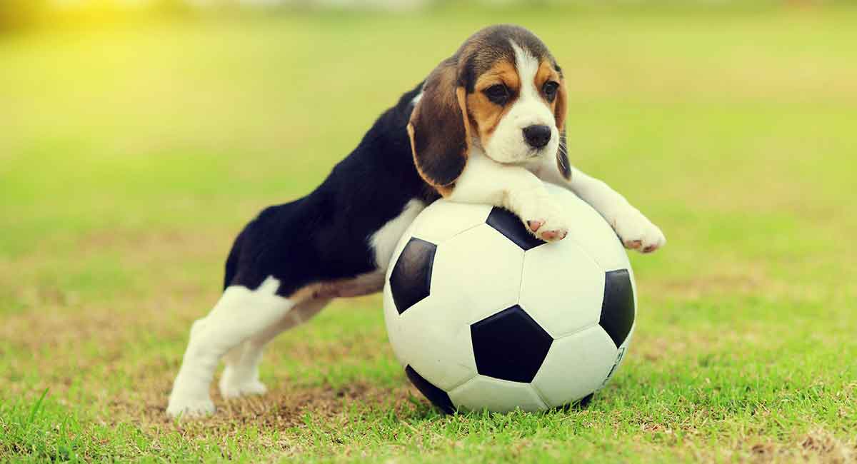 The Ultimate Guide To Pocket Beagle