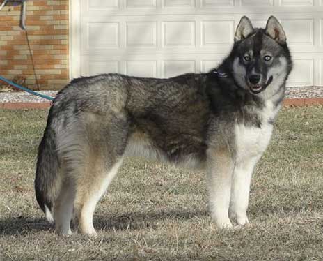 Fascinating Facts About The Wolf Look-A-Like Dog Agouti Husky – Innovet Pet