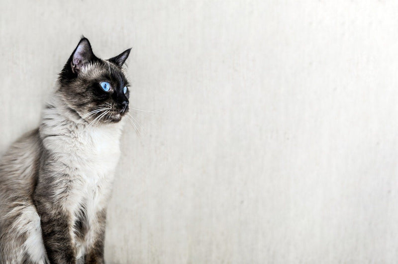 The Ragdoll Cat — Amazing Facts About This Popular Cat Breed