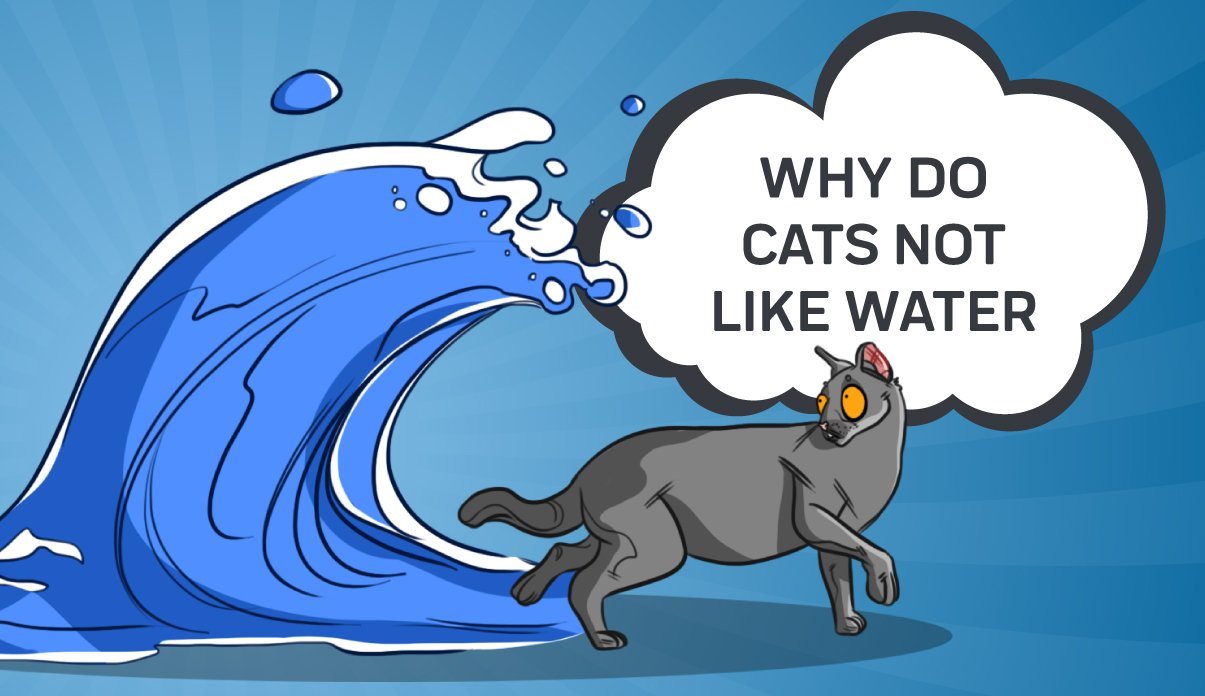 Why Do Cats Not Like Water? – Innovet Pet