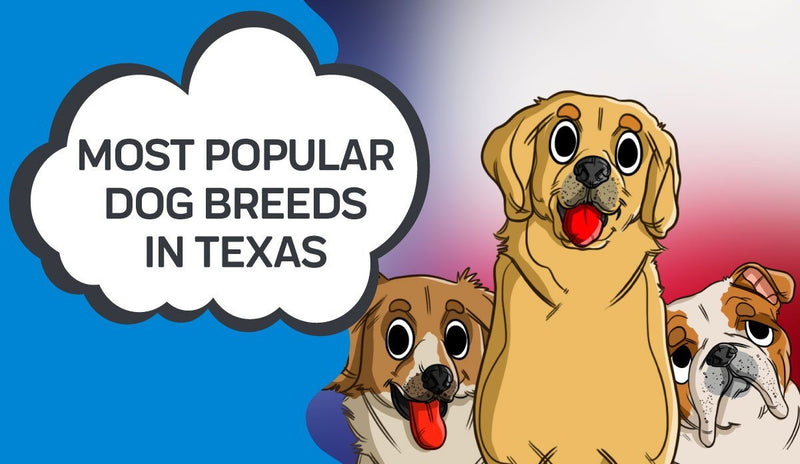 Most Popular Dog Breeds in Texas