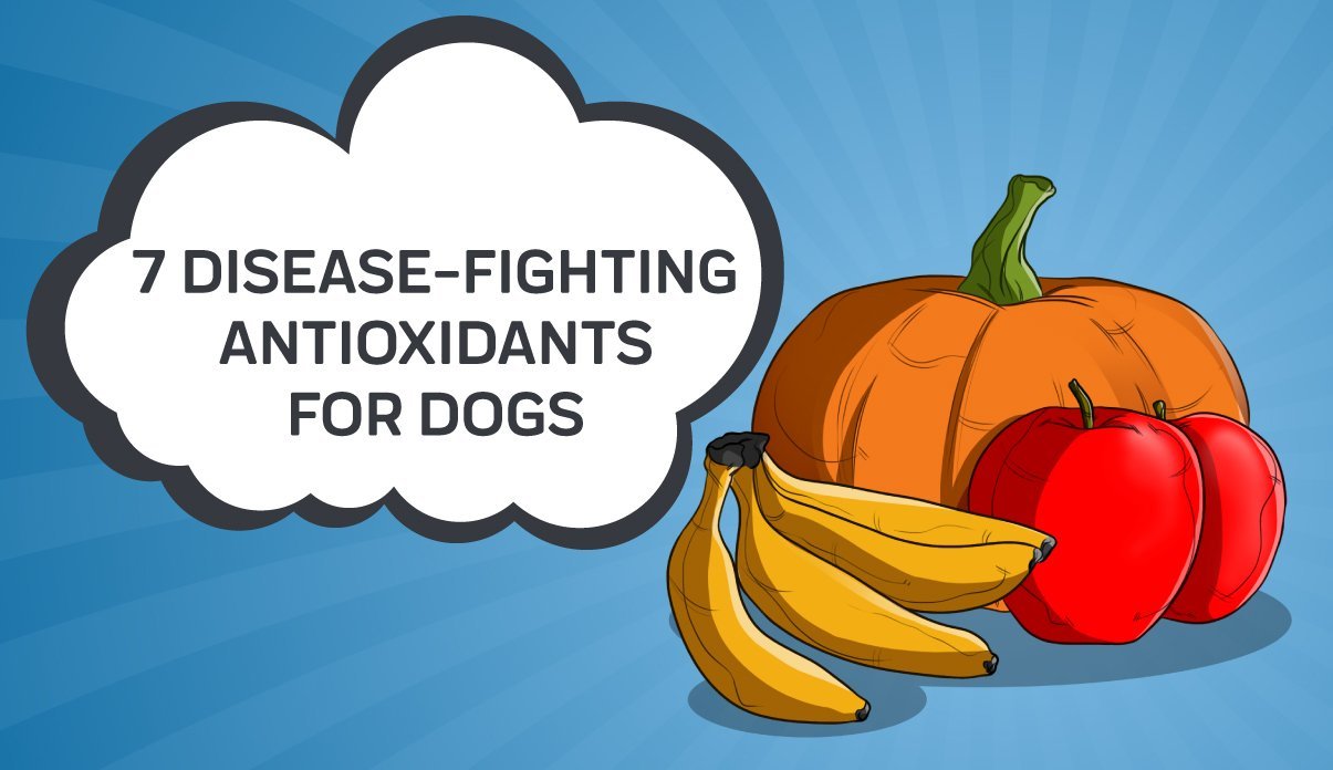 7 Disease-Fighting Antioxidants For Dogs – Innovet Pet