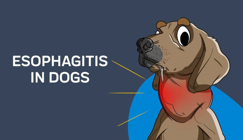 Esophagitis in Dogs
