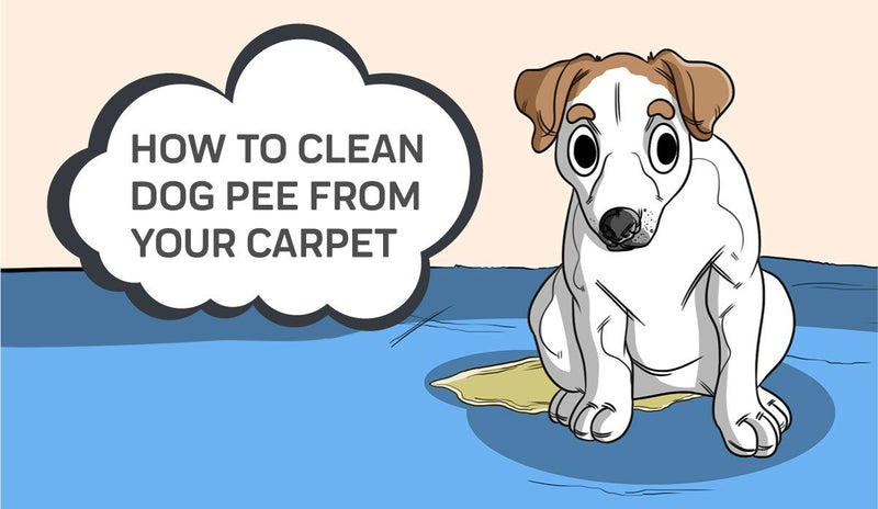 How to Clean Dog Pee from your Carpet