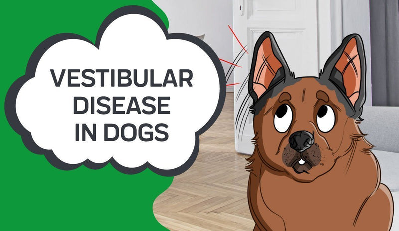 Canine Vestibular Disease: An Overview