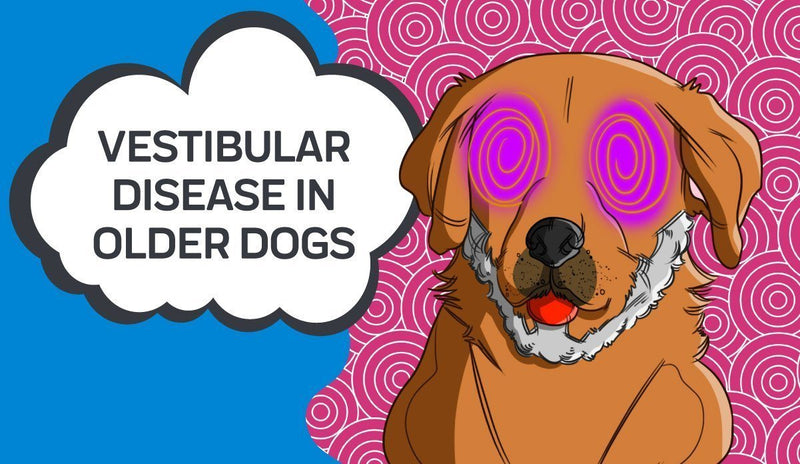 Vestibular Syndrome in Older Dogs