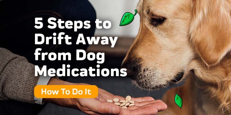 5 Steps to Slowly Drift Away from Giving Your Dog Medications