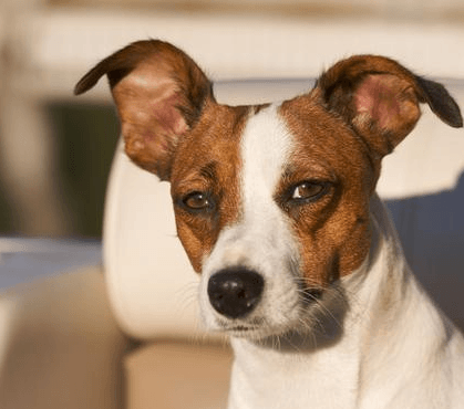 PurOtic Natural Ear Cleaner for Dogs: Easy and Effective