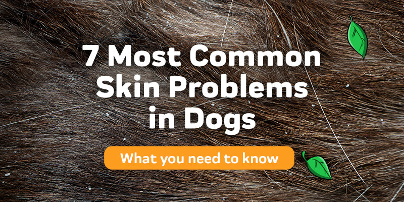 7 Most Common Skin Problems in Dogs