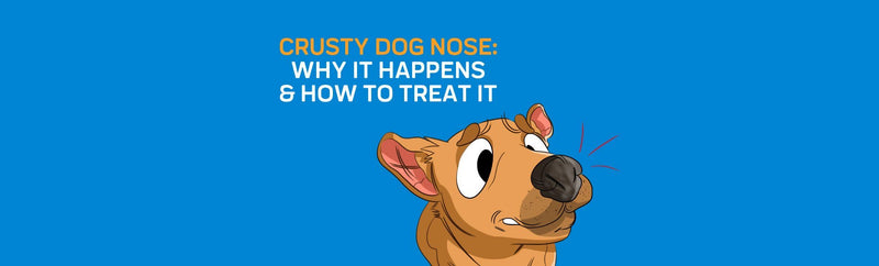 Crusty Dog Nose: Why It Happens & How To Treat It