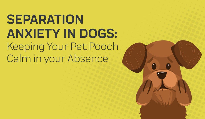 Separation Anxiety in Dogs: Keeping Your Pet Pooch Calm in Your Absence