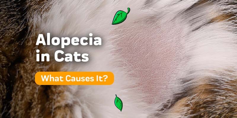 Alopecia in Cats