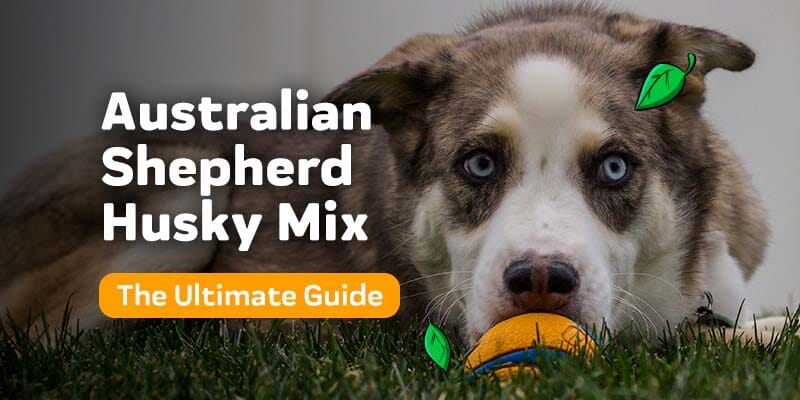 The Ultimate Guide to the Australian Shepherd Husky Mix
