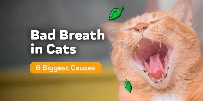 Smelly Cat, Smelly Cat - Causes of Feline Odors
