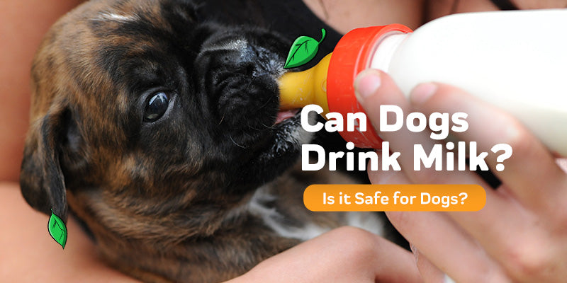 milk safe for dogs