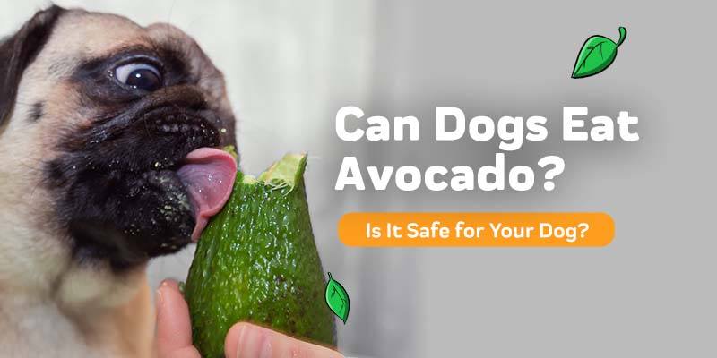 How Much Chocolate Why Are Dogs Allergic To Chocolate Can Dogs Eat Avocado?  – Innovet Pet