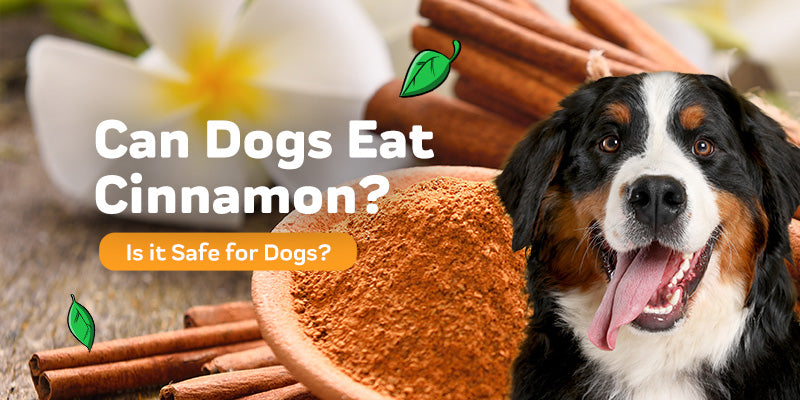 Can Dogs Eat Cinnamon?: The Truth About This Popular Spice