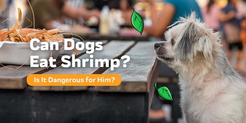 Can Dogs Eat Shrimp Innovet Pet