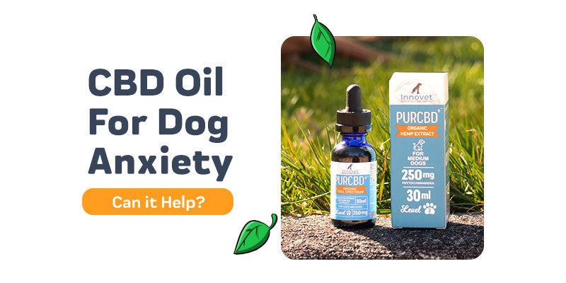 CBD oil for Dog Anxiety: Can it help?