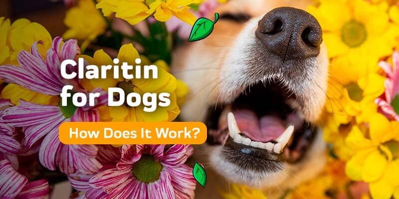 Claritin for Dogs — Can It Work for Allergies In Dogs?