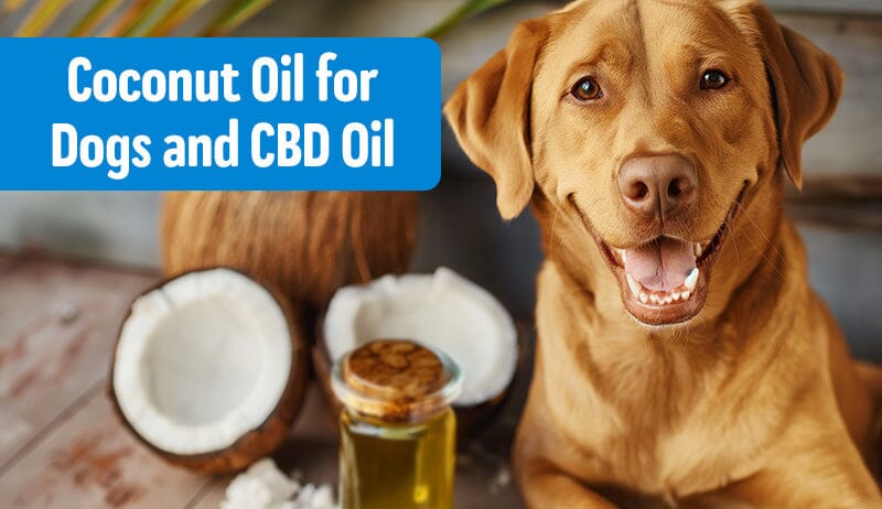 Coconut Oil for Dogs and CBD Oil