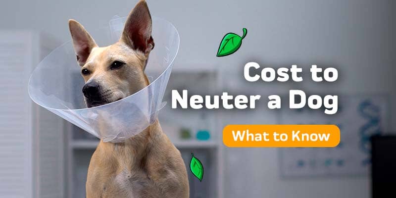 Cost to Neuter a Dog