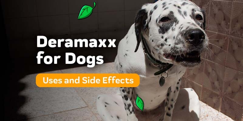 Deramaxx for Dogs: Uses and Possible Side Effects