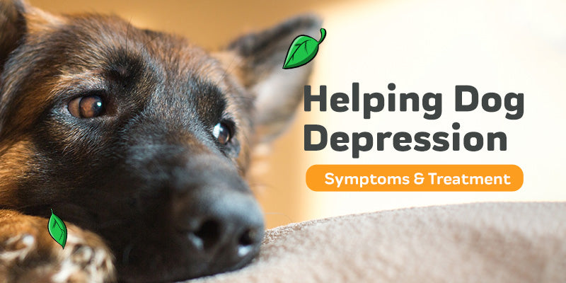 Depression in Dogs