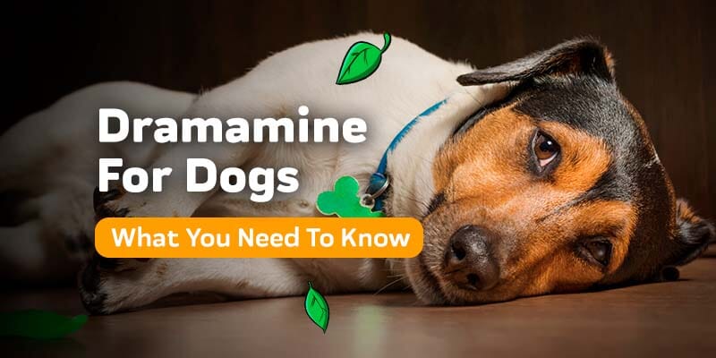 Dramamine For Dogs: Everything You Need To Know – Innovet Pet