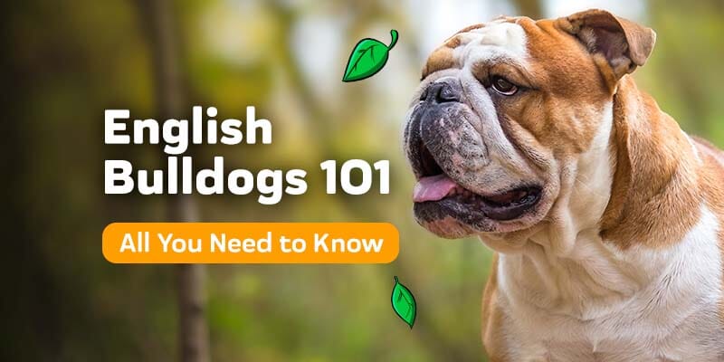 English Bulldogs 101: Everything You Need To Know About Your Newest Family Member