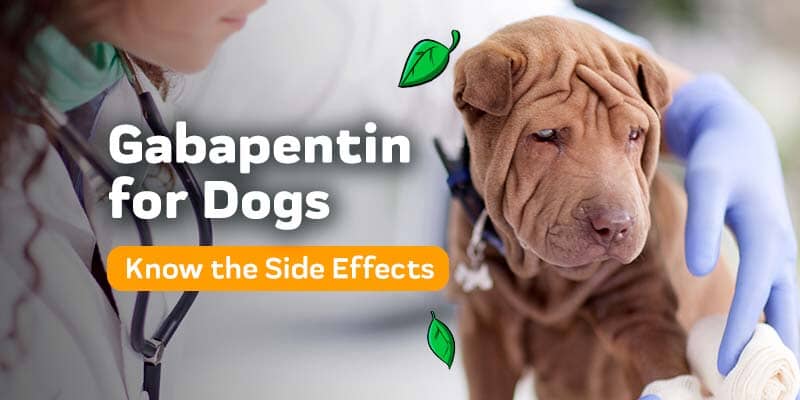 Gabapentin For Dogs: What Are The Side Effects?