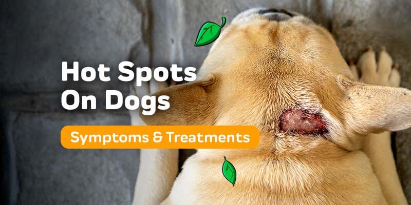 Hot Spots On Dogs : What To Look For And How To Treat Them