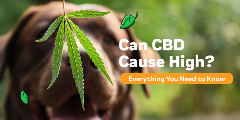Does CBD Get You High?