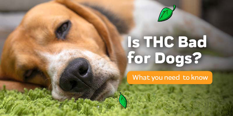 Is THC Bad for Dogs?