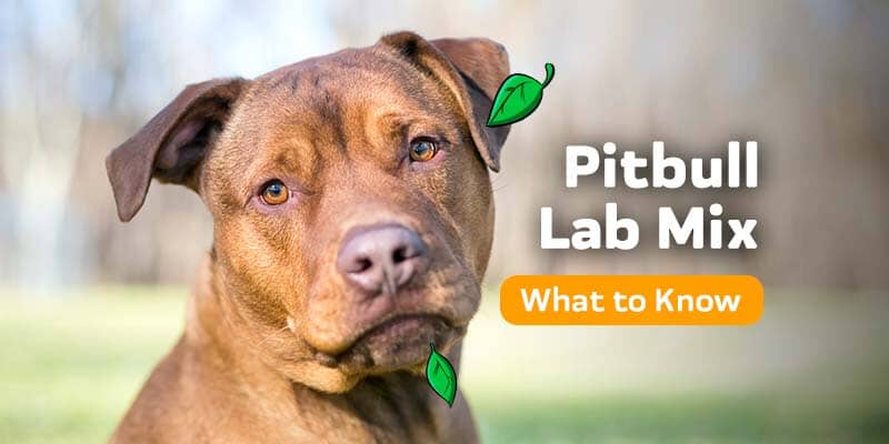 Pitbull Lab Mix: Everything You To Know – Innovet