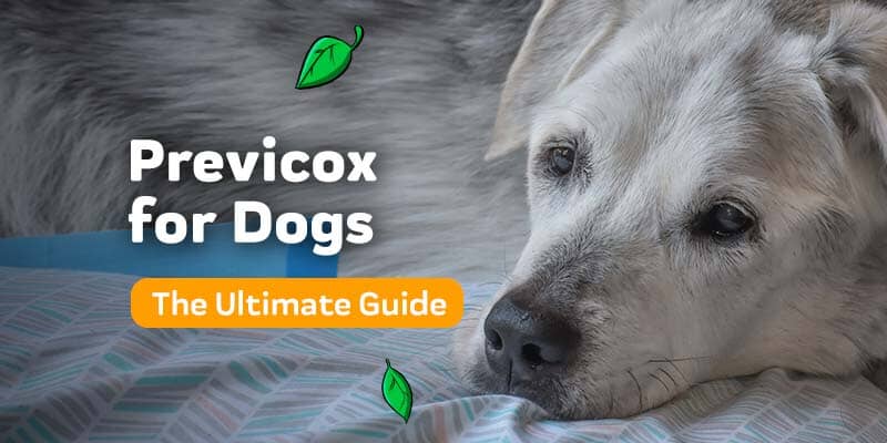 Previcox for Dogs: Uses and Are There Any Benefits?