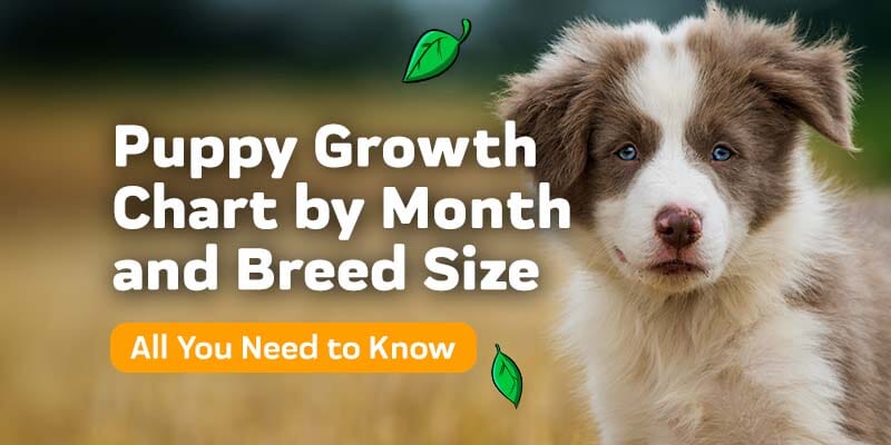 Puppy Growth Chart By Month Breed